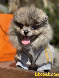 0 Teddy Bear Pomeranian Boo Ayı Surat 1