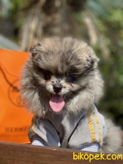 0 Teddy Bear Pomeranian Boo Ayı Surat 2