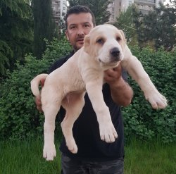 Alabay Yavruları 3