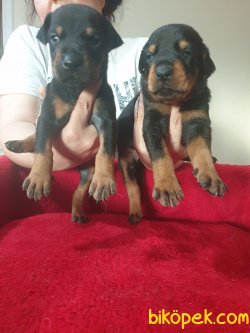 King Doberman Yavrularım Doberman Bizden Sorulur 3