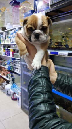 ENGLİSH BULDOG YAVRUSU 3