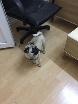 DİŞİ 10 AYLIK PUGMOPS 1