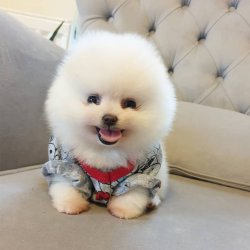 Pomeranian Boo Gülen Surat Yavrularımız 1