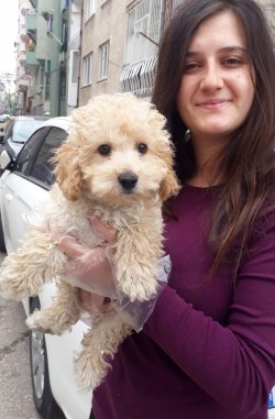 Minyatür Poodle Yavrularımız 2