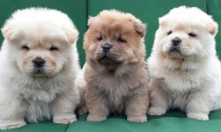 A Kali̇te Safkan Beyaz Kızıl Chow Chow Yavruları 1