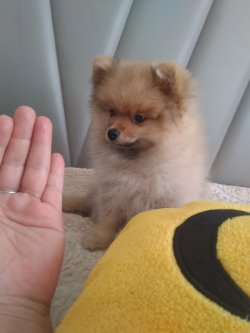 A Kalite Mükemmel Pomeranian Yavrulari 2