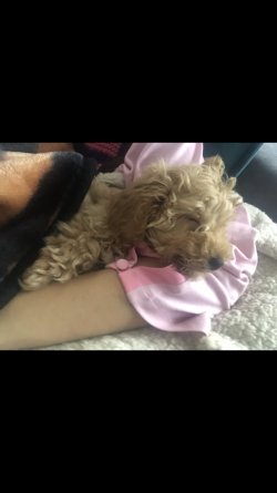 Mini Minnak Toy Poodle 3