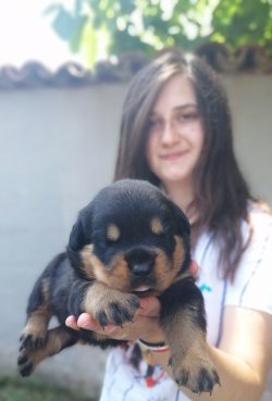 Çiftliğimizden Rottweiler Yavruları 2