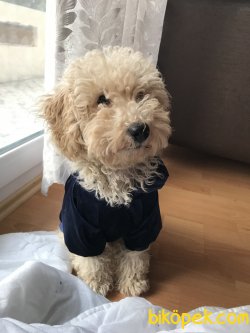 Apricot Toy Poodle 2