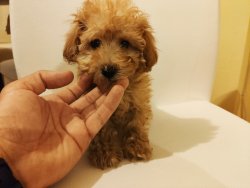 Toy Poodle İrk Garantili Erkek 2 Aylık Yavrular 5