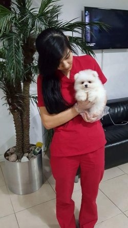 POMERANIAN YAVRUSU 1