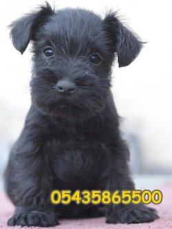 Siyah Minyatür Schnauzer 1
