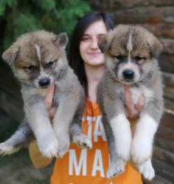 Özel Japon Akita Yavrularımız 1