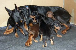 Çiftliğimizden King Doberman Yavrularımız 2