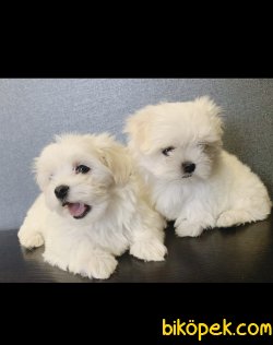 Çok Tatlı Beyaz Maltese Terrierler Sıfır Boy 2
