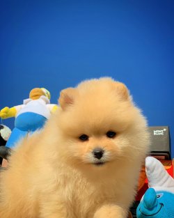Orijinal Teddybear Pomeranianboo Yavruları 3