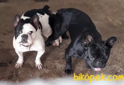 French Buldog 23 Aylık Erkek 5