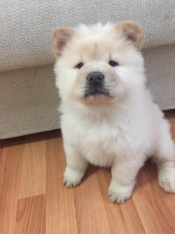 A Kali̇te Chow Chow Çi̇n Aslanı Yavrularımız 1
