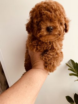TEA CUP VE TOY POODLE RED VE DARK RED YAVRULAR 2