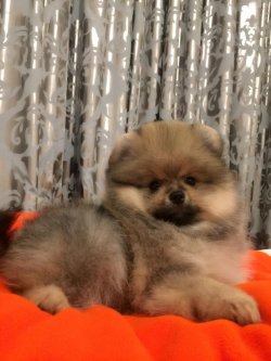 Mükemmel Safkan Irk Garantili Pomeranian Yavrularimiz 1