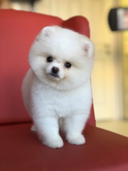 İstanbulda Elden Teslim Pomeranian Boo Yavrularımız 1