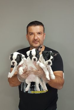 Satılık French Bulldog Yavrularımız 1