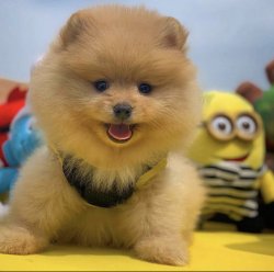 Orijinal Renk PomeranianBoo Yavrularımızdan 1