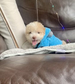 Maltipoo Yavrularımız Tuy Dökmez Tuvalet Eğitimli 1