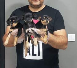 Pinscher Yavular Mini 1