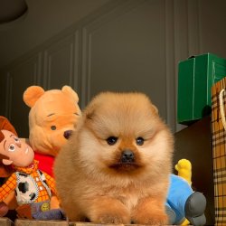 Kapıda Ödemeli Gönderim Pomeranian Yavrularımız 2