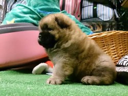 CHOW CHOW YAVRULARIMIZ SIZLERI BEKLIYO 5