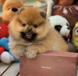 Küt Burun Gülen Surat PomeranianBoo Yavrumuz 2
