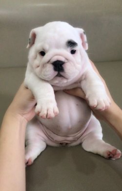 İNGİLİZ BULLDOG YAVRULARI 4