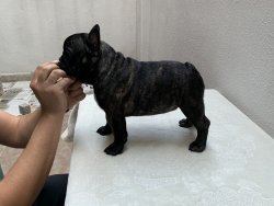 Fcı A Class Secereli Belgeli Show Kalite French Bulldog Yavru 2