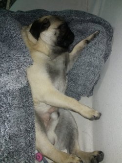 7 Aylık Pug Mobs 2