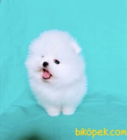 Pomeranian Boo Irk Ve Sağlık Garantili Teddy Bear Ayicik Yavrular 2