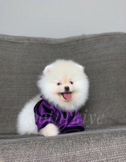 Minyatur Pomeranian Yavrumuz Casper 2