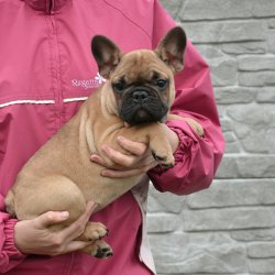 FAWN FRENCH BULLDOG YAVRULARIMIZ 1