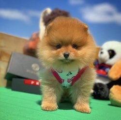 Orijinal Renk Miniboy PomeranianBoo Kızımız 3