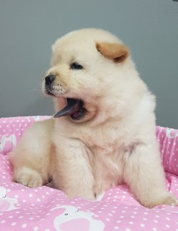 Yavru Chow Chow Türki̇ye Geneli̇ne Garanti̇li̇ Tesli̇mat 1