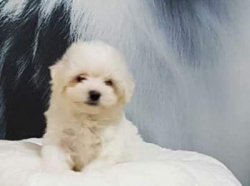 MALTESE TERRIER YAVRULARI 3