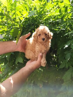 Orjinal Toy Poodle Bebekler 2