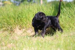 Cane Corso Yavrularımız 3
