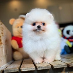 Yeni Gelen Kar Beyazı TeddyBear Oğlumuz 3