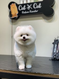 Ayi Surat Orjinal Pomeranian Boo Yavrularimiz 1