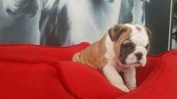 İNGİLİZ BULLDOG YAVRULARIMIZ 4