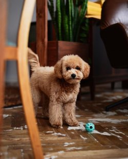 Poodle Yavru 1