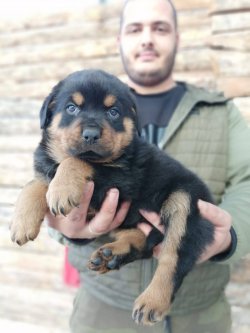 Koca Kafa Rottweiler Yavruları 2