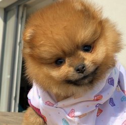 Yarışma Düzeyi Pomeranianboo Yavrularımız 1