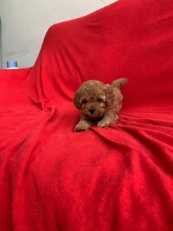 Sevi̇mli̇ Toy Poodle Yavrularımız 4